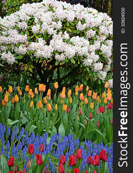 Colorful rhododendrons and tulips in spring. Colorful rhododendrons and tulips in spring