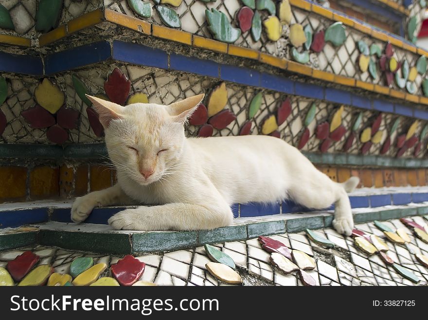 A vagabond cat live in the Buddhist temple. A vagabond cat live in the Buddhist temple