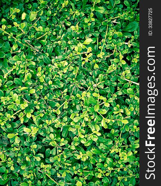 Tiny green leaves texture background. Tiny green leaves texture background