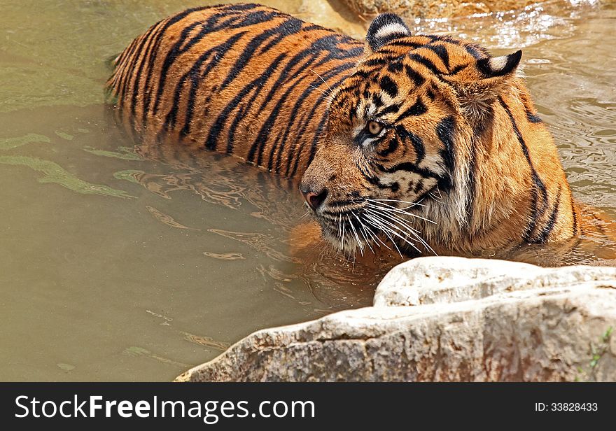 Asian Tiger Standing In Water
