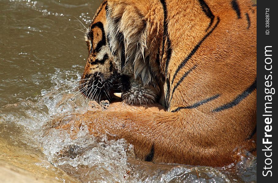 Asian Tiger Splashing In Water