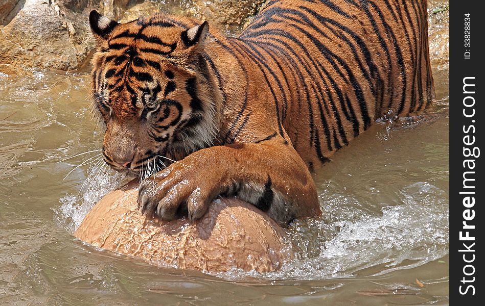 Asian Tiger Playing In Water