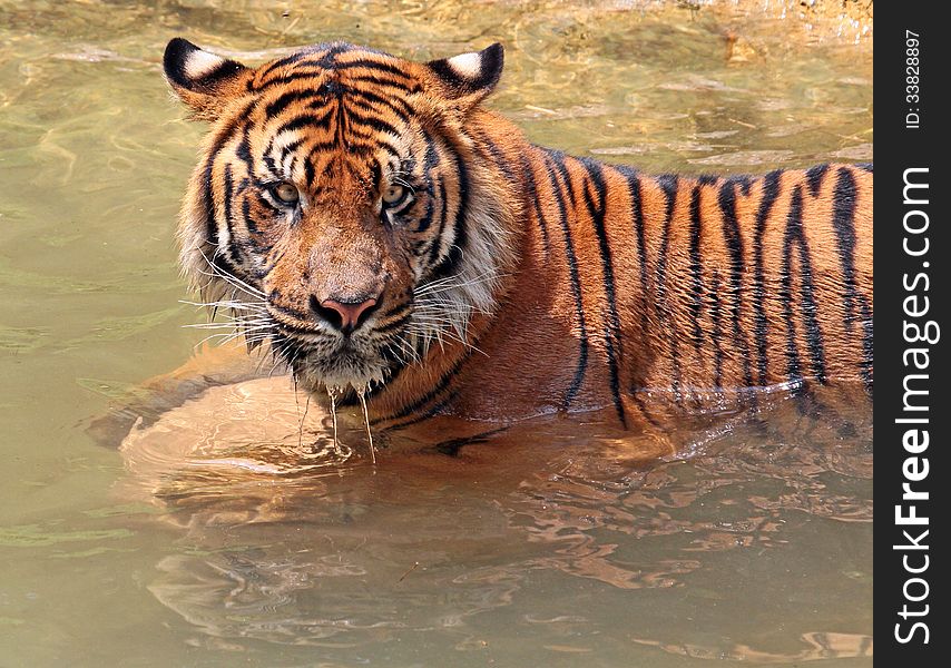 Asian Tiger Playing And Dripping In Water