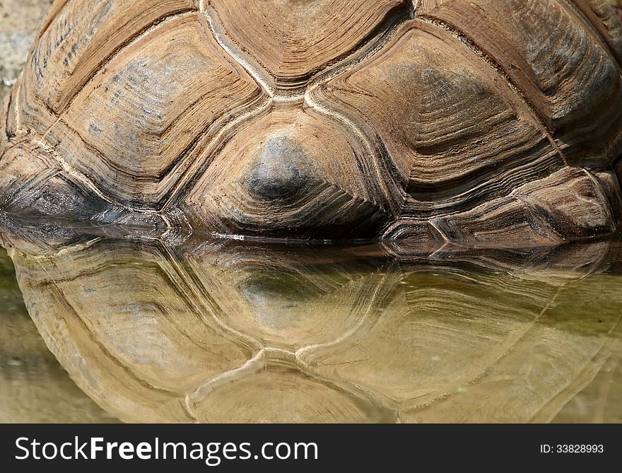 Close up detail of giant tortoise shell reflected in pond