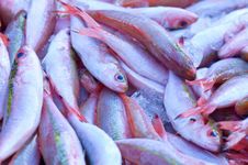 Fresh Tropical Fish In The Market Stock Image Fresh Tropical Fish In The Market Stock Image