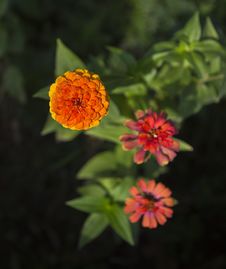 Zinnia Flower Stock Image Zinnia Flower Stock Image