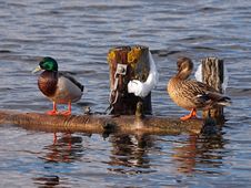 Ducks Royalty Free Stock Photography