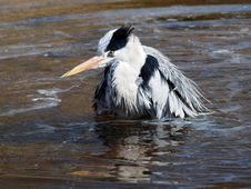 Grey Heron Royalty Free Stock Images