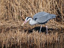 Grey Heron Royalty Free Stock Images