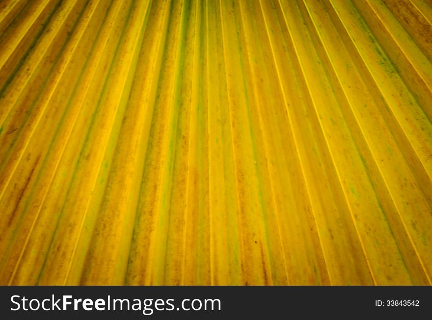 A Close Up Of Tropical Palm Tree Texture