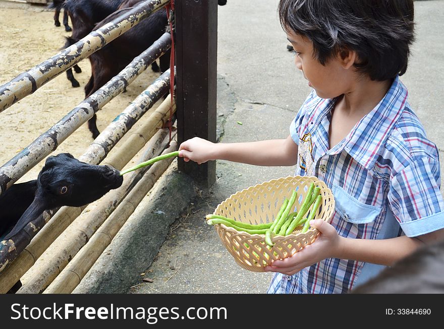 Little boy feeding little goat in the farm
