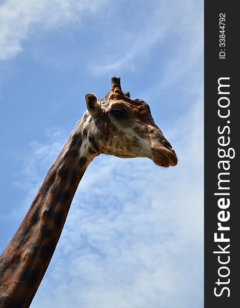 Giraffe close-up high with blue sky. Giraffe close-up high with blue sky