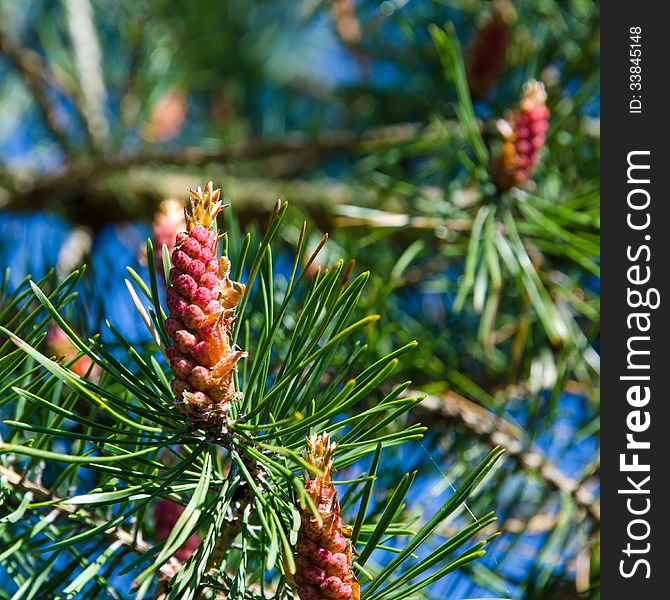 Pine tree blossom at springtime