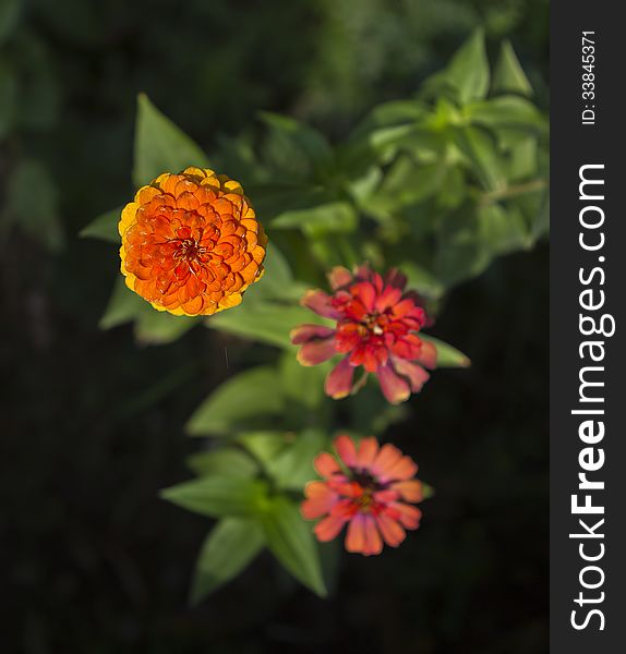 A close-up of a zinnia flower