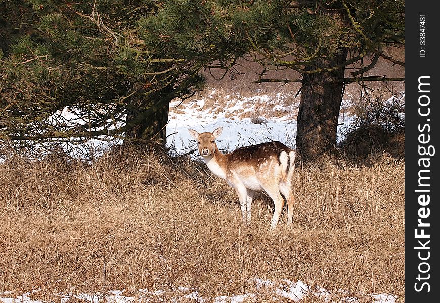 A fallow deer looking for food during wintertime