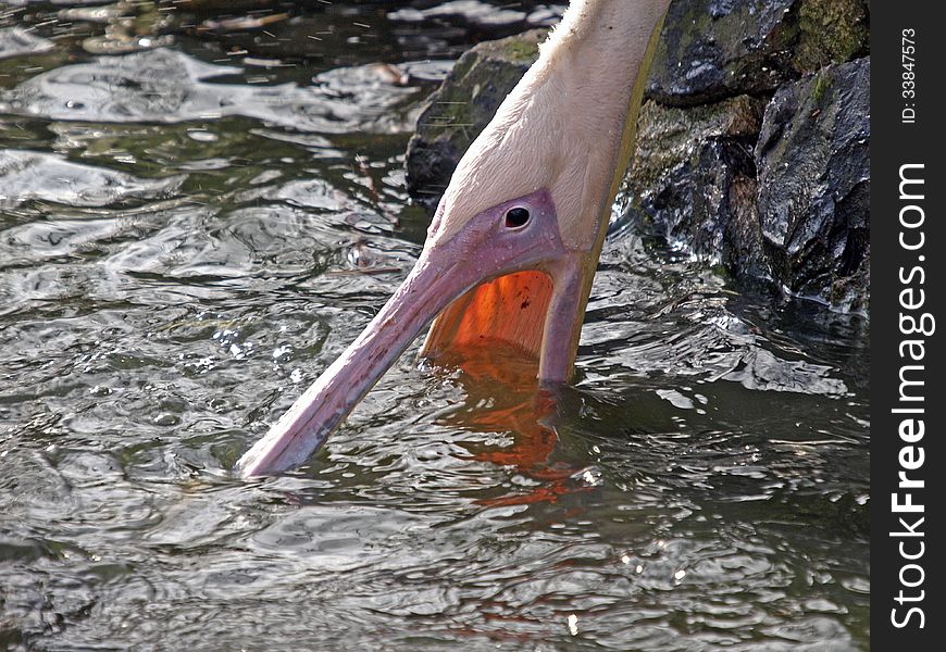 A pelican fishing for food in the water