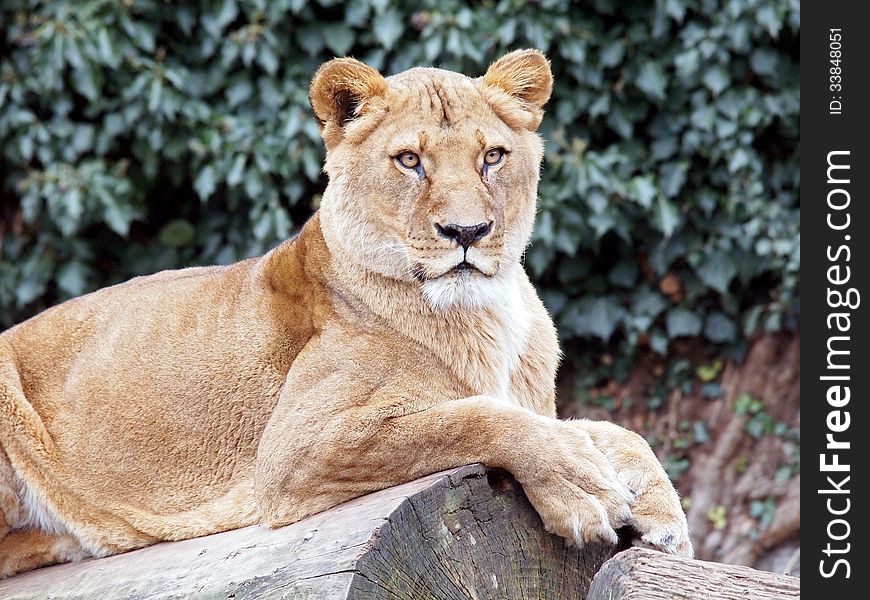A lioness lying on a tree looking ahead