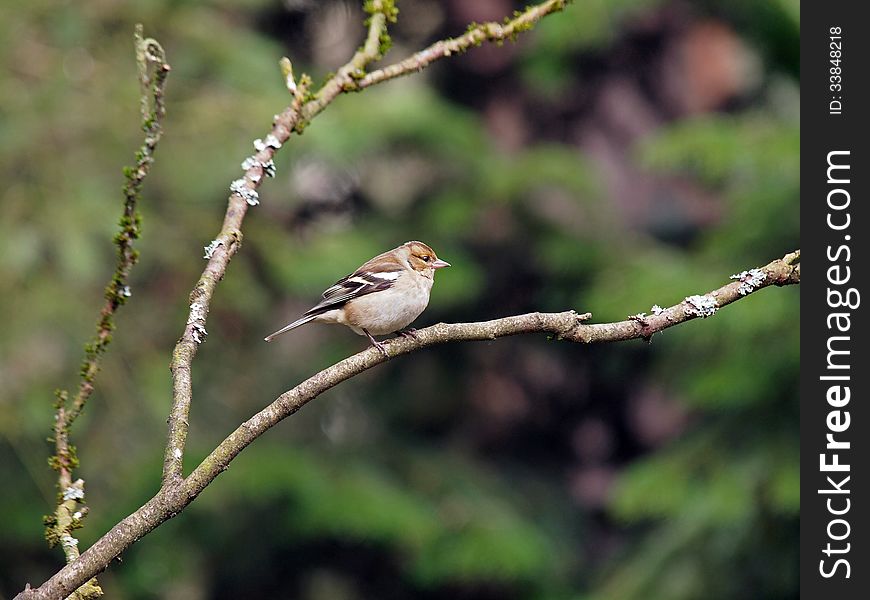 A finch on a branch