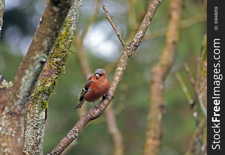 A male finch on a branch