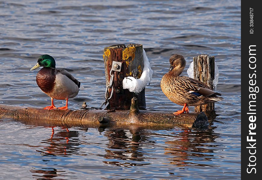 Three ducks on a floating tree in winter