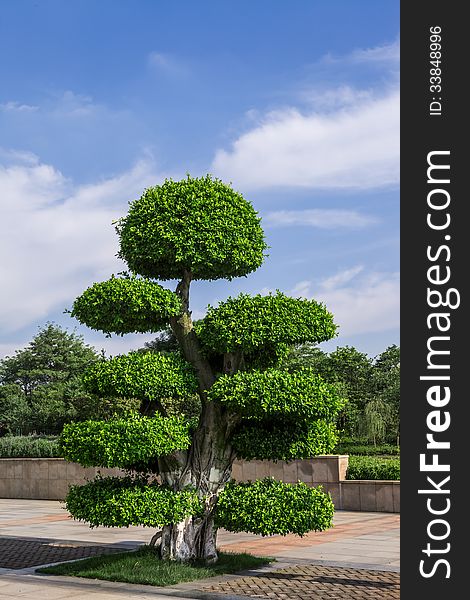 A landscape tree in park