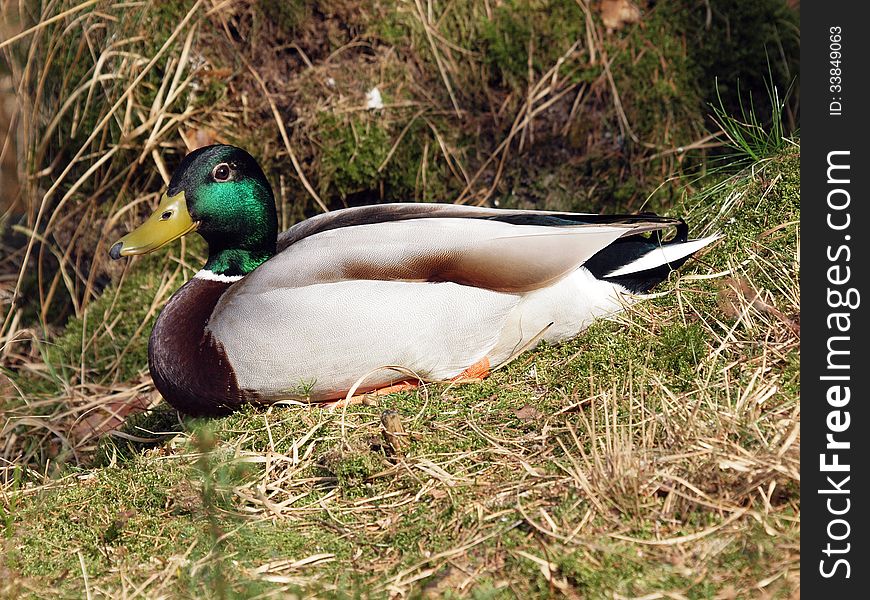 A male duck lying in the grass. A male duck lying in the grass