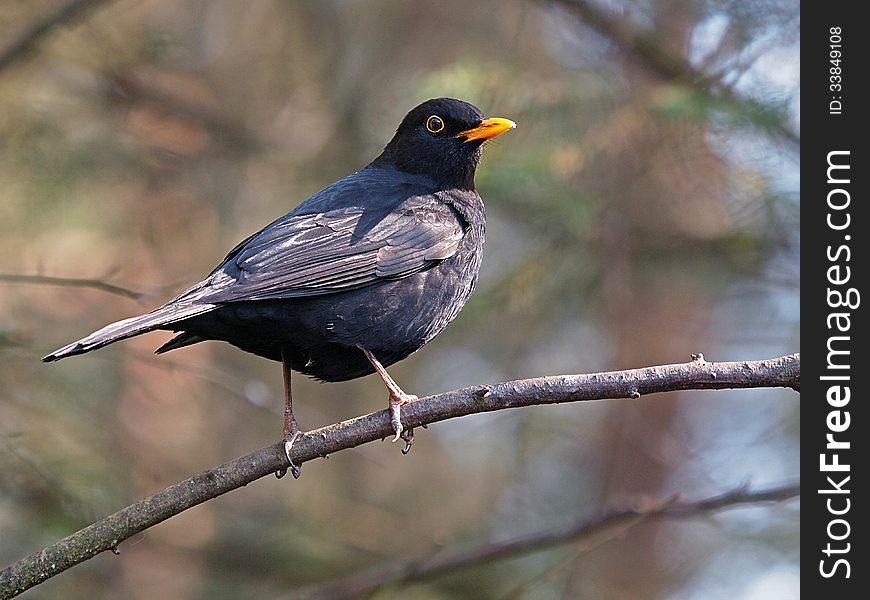 A blackbird sitting on a branch