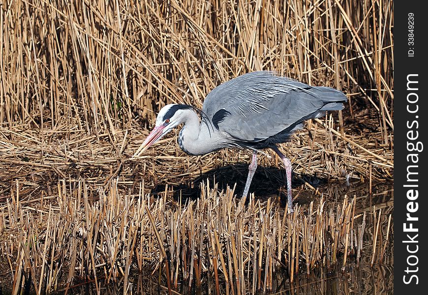 A blue heron is looking for food in the reed. A blue heron is looking for food in the reed