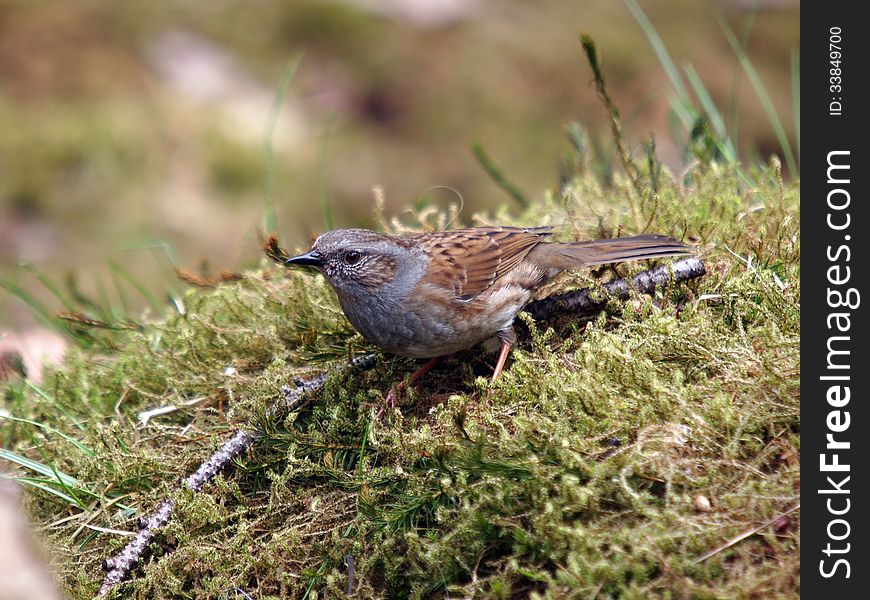 A dunnock looking for food