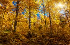 Forest Royalty Free Stock Images Forest Royalty Free Stock Images