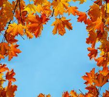 Autumn Maple Leaves Royalty Free Stock Images Autumn Maple Leaves Royalty Free Stock Images