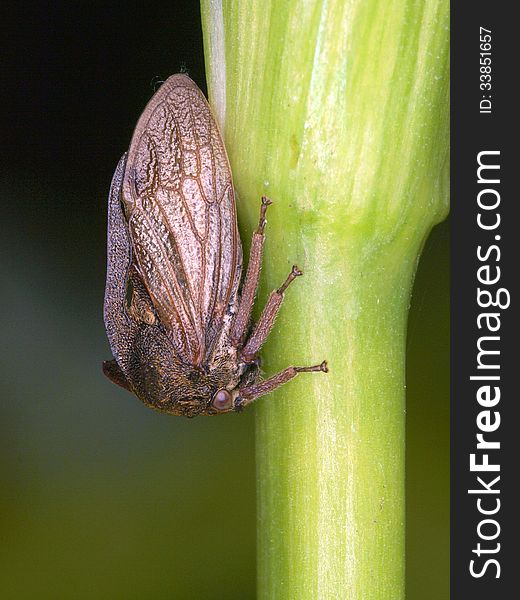 A spit bug on green waterplant