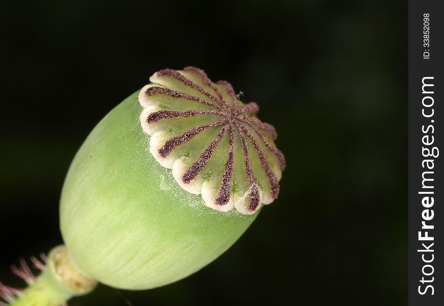 Close up of a poppy head