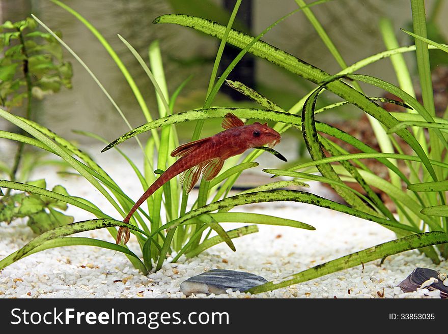 Red Lizard Catfish (Rineloricaria sp.)