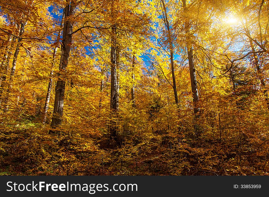 Bright colorful leaves on the branches in the autumn forest. Carpathian, Ukraine, Europe. Beauty world.