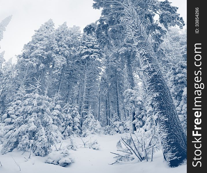 Beautiful winter landscape with snow covered trees