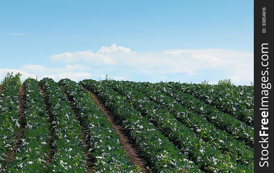 Rows of cabbage in the farm field under blue sky. Rows of cabbage in the farm field under blue sky