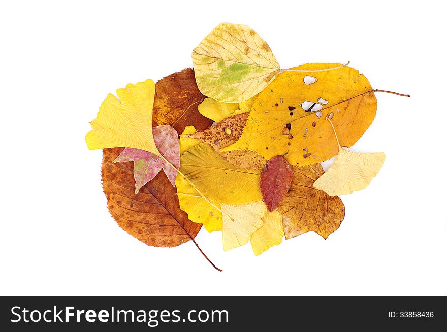 Colorful leaves on a white background