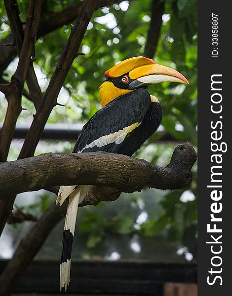 Great Hornbill on the tree