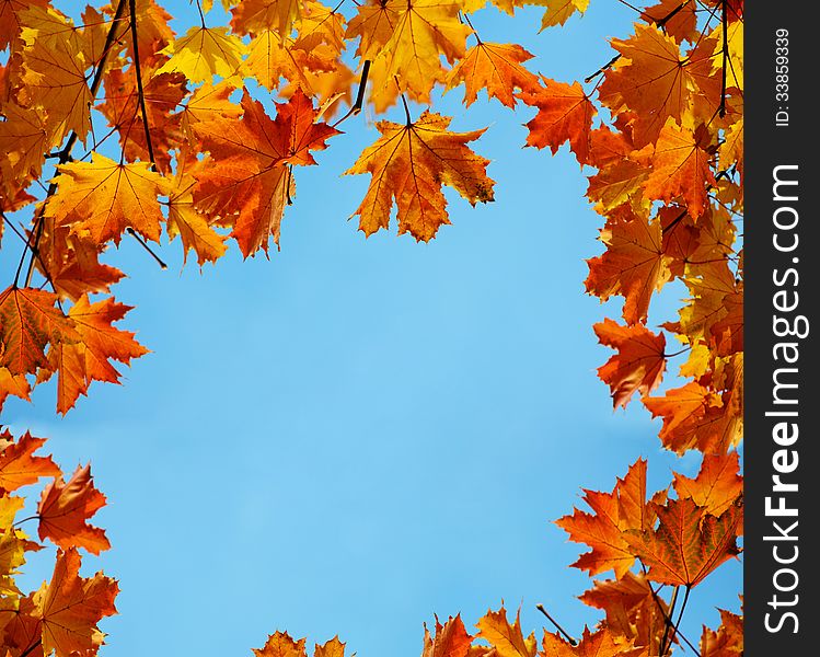 Autumn maple leaves at branch