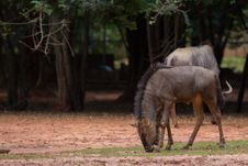 Wildebeest Stock Photo