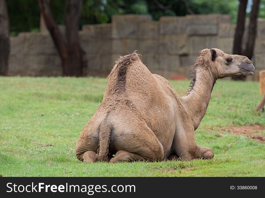 A young camel in zoo