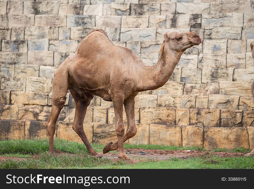 A young camel on stone background