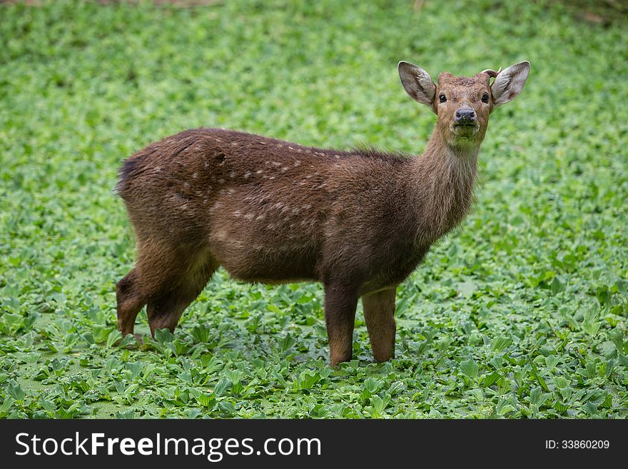 Young Deer in the water