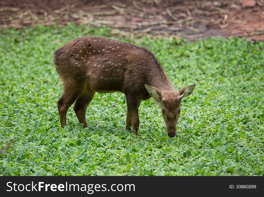 Young Deer in the water