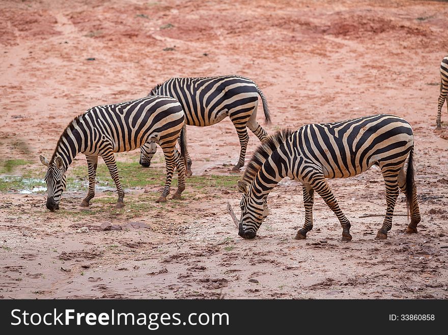 Three Wild Zebra in zoo