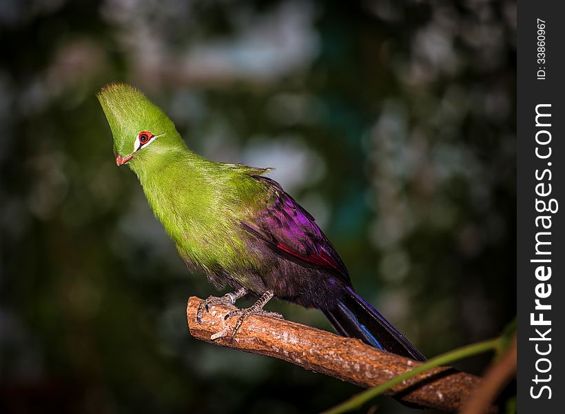 Bird is colorful and beautiful