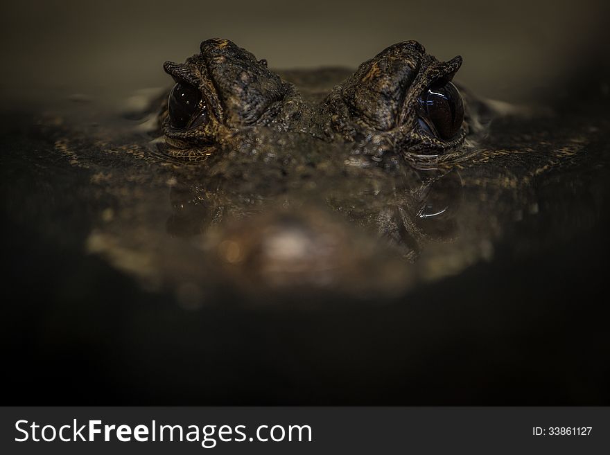 Portrait of a crocodile in the water