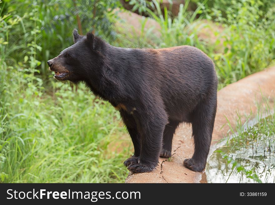 Black Bear standing on pool