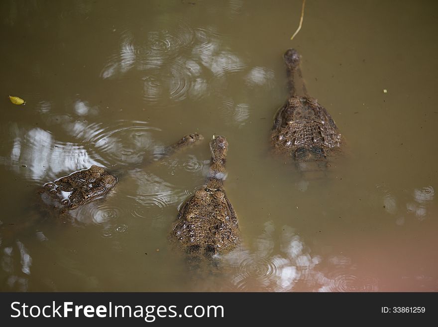 Three gavial in the water